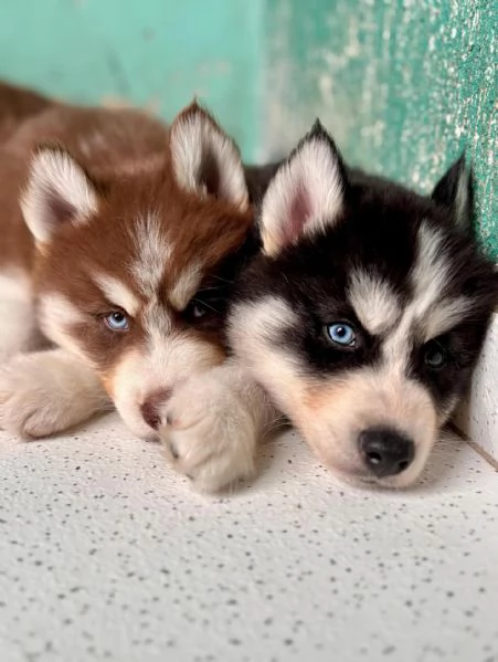 meravigliosi husky per adozione | Foto 3