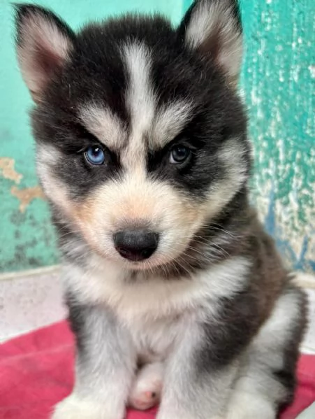 meravigliosi husky per adozione | Foto 1