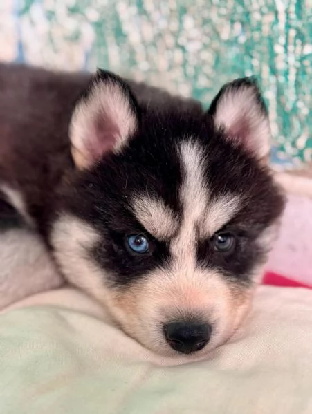meravigliosi husky per adozione