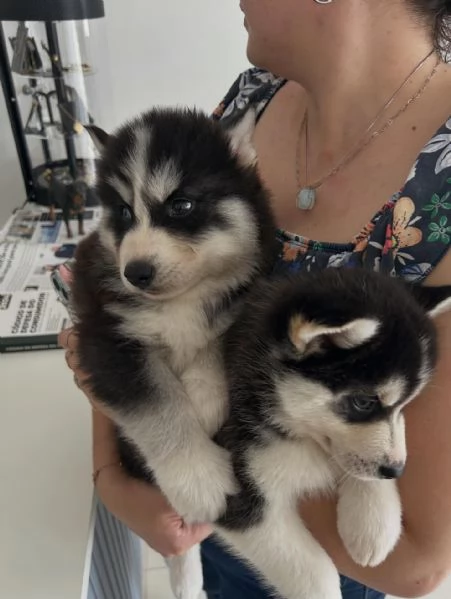 meravigliosi husky per adozione | Foto 0