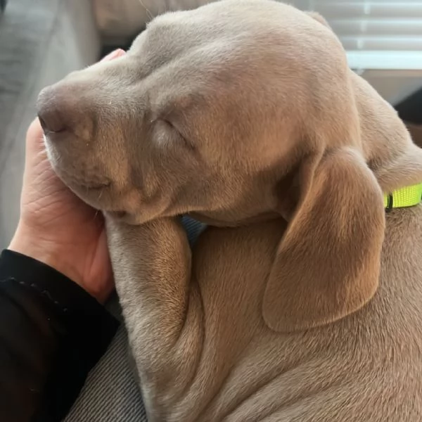 meravigliosi pitbull per adozione | Foto 3