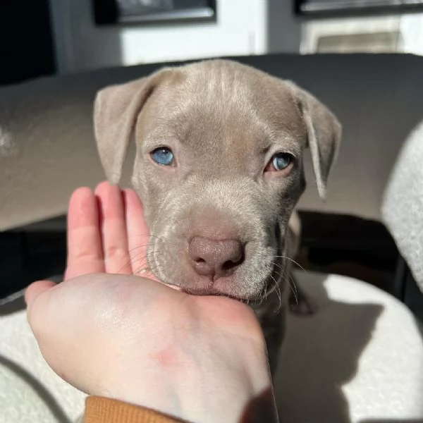 meravigliosi pitbull per adozione | Foto 0