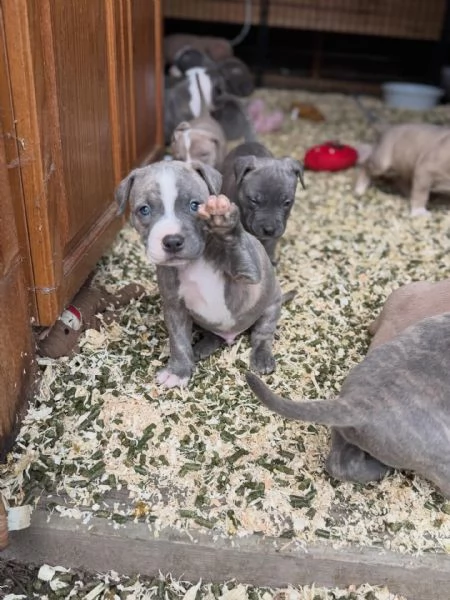meravigliosi pitbull per adozione