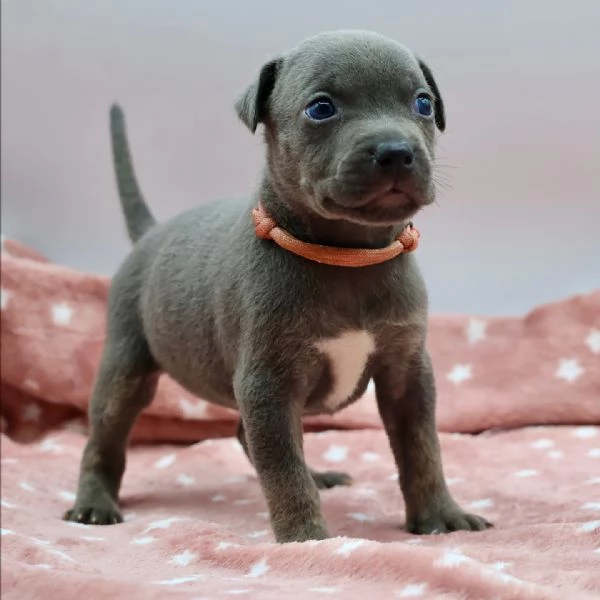 meravigliosi pitbull per adozione