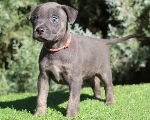 meravigliosi pitbull per adozione | Foto 4