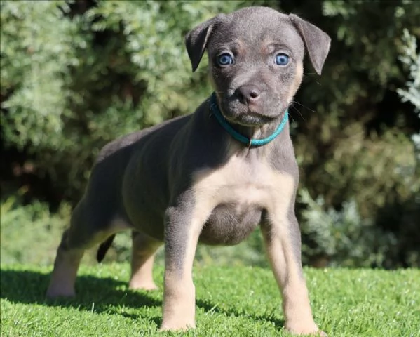 meravigliosi pitbull per adozione