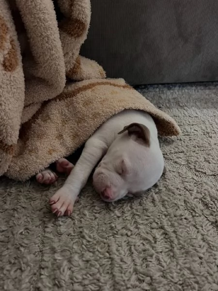 meravigliosi pitbull per adozione | Foto 2