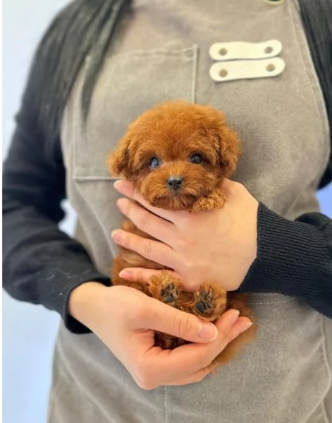 Bellissimi Barboncino cuccioli per adozione | Foto 5