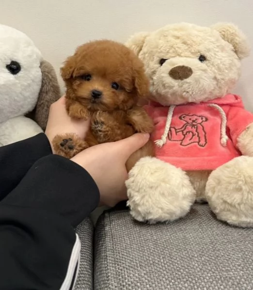 Bellissimi Barboncino cuccioli per adozione | Foto 1
