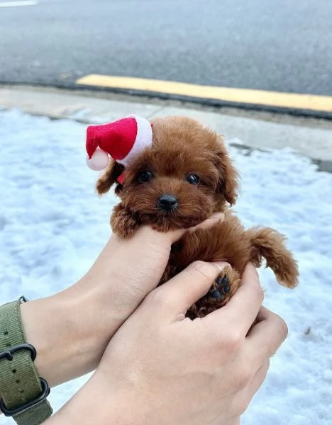 Bellissimi Barboncino cuccioli per adozione