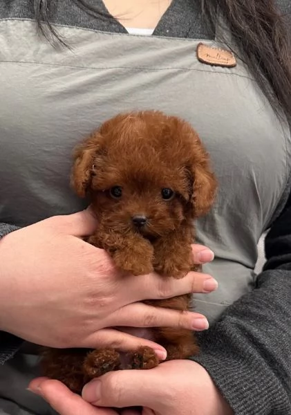 Bellissimi Barboncino cuccioli per adozione | Foto 2