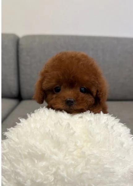 Bellissimi Barboncino cuccioli per adozione