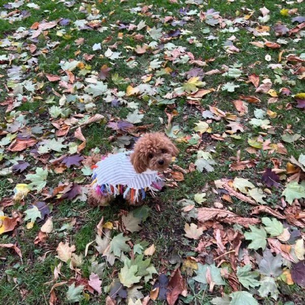 Bellissimi Barboncino cuccioli per adozione