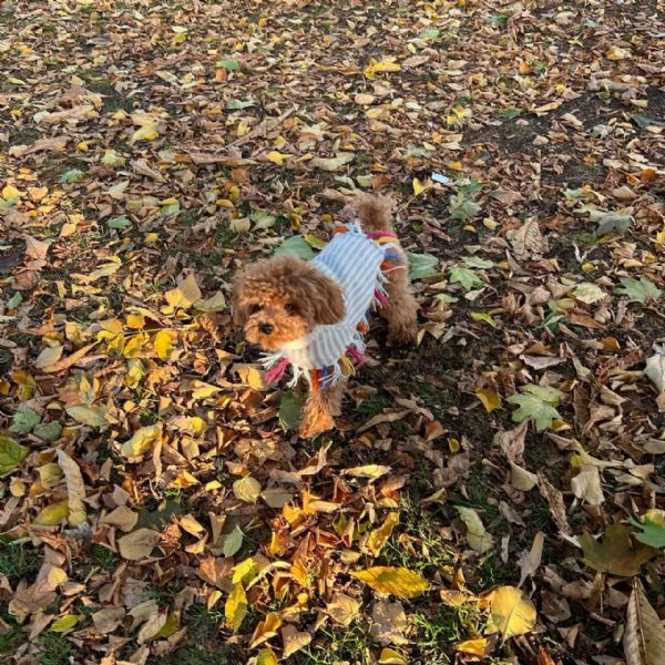 Bellissimi Barboncino cuccioli per adozione | Foto 0