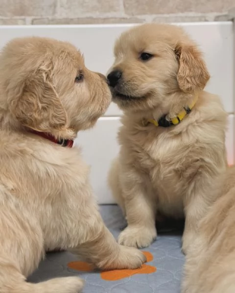 Splendidi Golden Retriever cuccioli per adozione | Foto 2