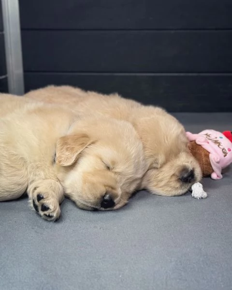 Splendidi Golden Retriever cuccioli per adozione | Foto 2