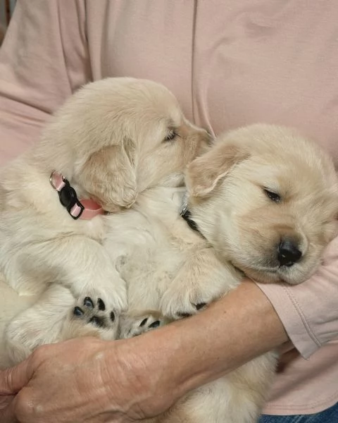 Splendidi Golden Retriever cuccioli per adozione | Foto 1