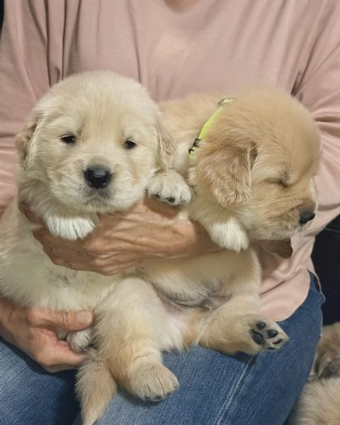 Splendidi Golden Retriever cuccioli per adozione