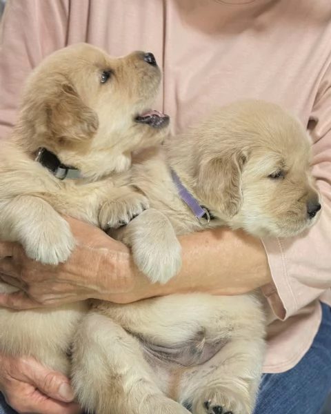 Splendidi Golden Retriever cuccioli per adozione | Foto 0