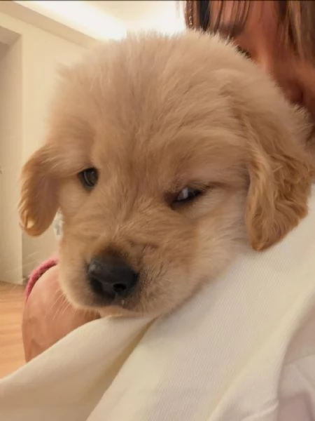 Splendidi Golden Retriever cuccioli per adozione | Foto 2