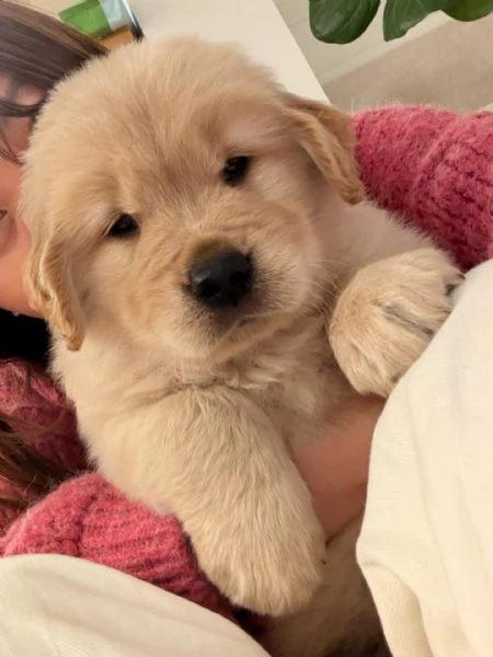 Splendidi Golden Retriever cuccioli per adozione | Foto 1