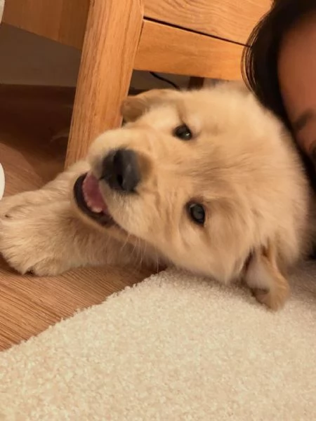 Splendidi Golden Retriever cuccioli per adozione