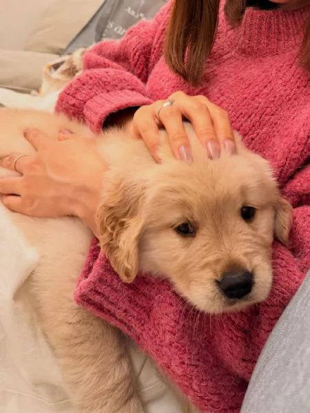 Splendidi Golden Retriever cuccioli per adozione | Foto 0