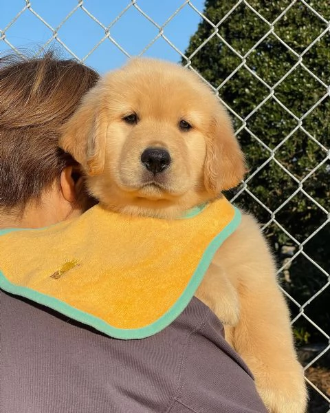 Splendidi Golden Retriever cuccioli per adozione | Foto 3