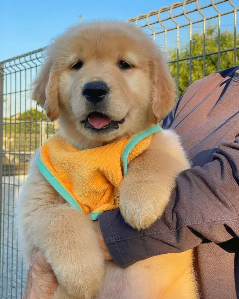 Splendidi Golden Retriever cuccioli per adozione | Foto 2