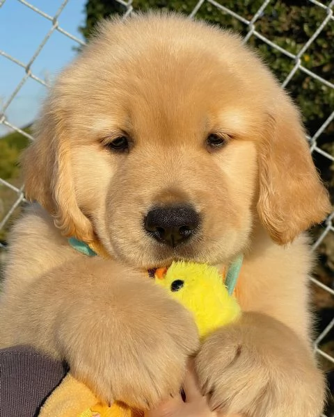 Splendidi Golden Retriever cuccioli per adozione