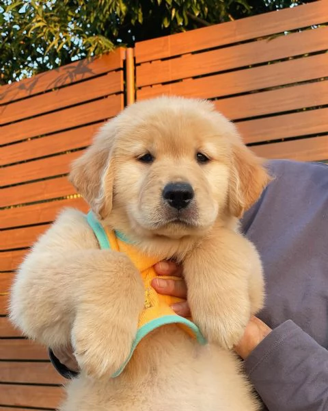 Splendidi Golden Retriever cuccioli per adozione | Foto 1
