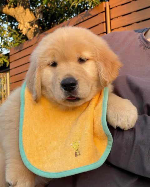 Splendidi Golden Retriever cuccioli per adozione | Foto 0