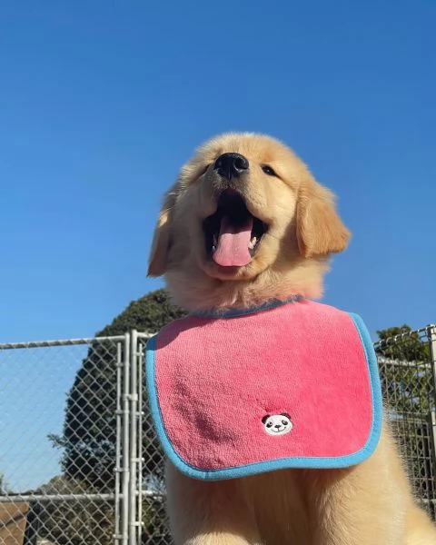 Splendidi Golden Retriever cuccioli per adozione | Foto 4