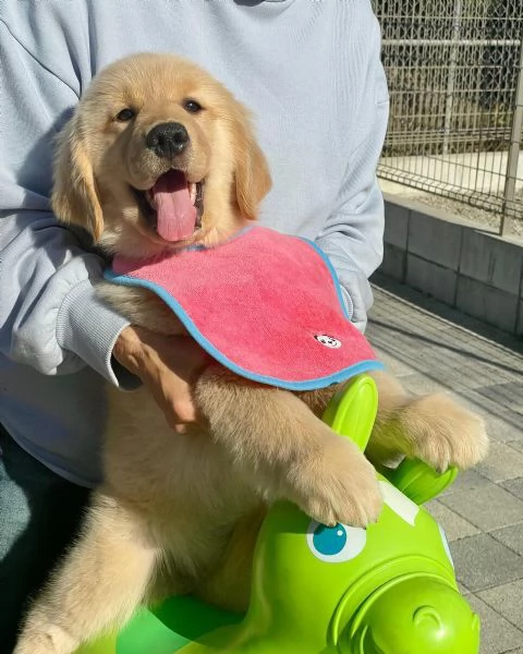 Splendidi Golden Retriever cuccioli per adozione | Foto 1