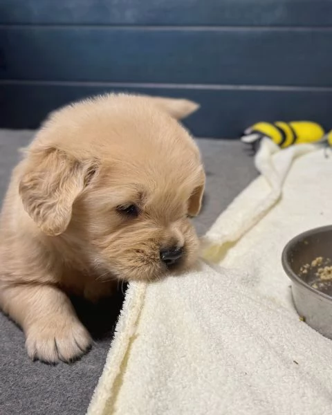 Splendidi Golden Retriever cuccioli per adozione | Foto 4