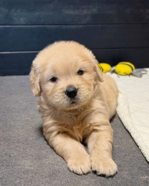 Splendidi Golden Retriever cuccioli per adozione | Foto 3