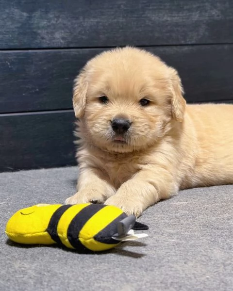 Splendidi Golden Retriever cuccioli per adozione | Foto 2