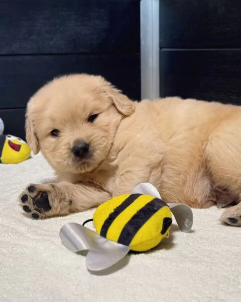 Splendidi Golden Retriever cuccioli per adozione