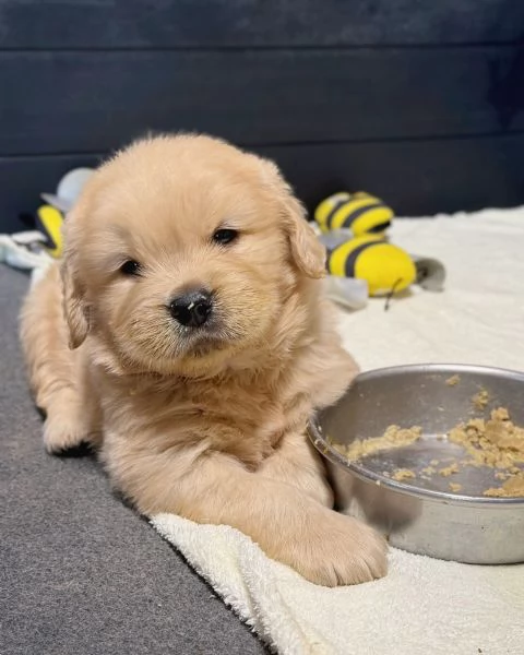 Splendidi Golden Retriever cuccioli per adozione | Foto 1