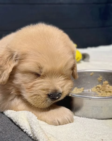 Splendidi Golden Retriever cuccioli per adozione | Foto 0