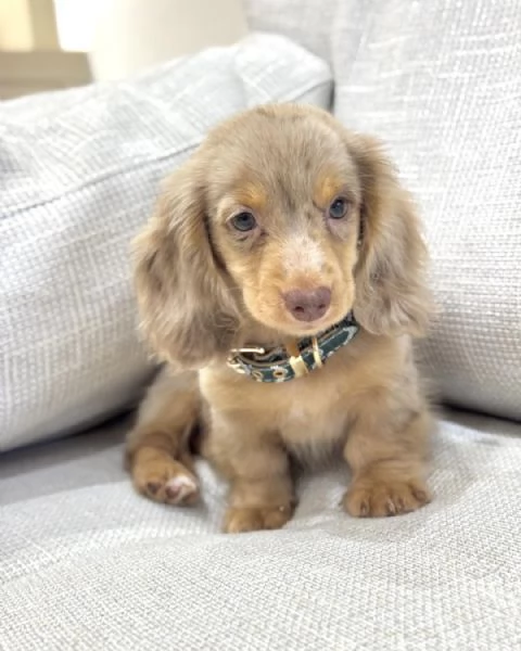 Disponibili splendidi Bassotto cuccioli per adozione | Foto 3