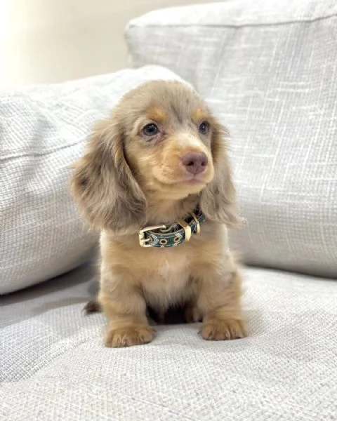 Disponibili splendidi Bassotto cuccioli per adozione | Foto 2