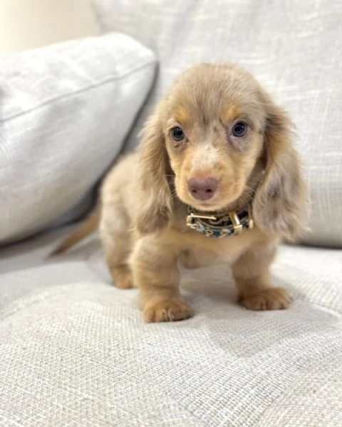 Disponibili splendidi Bassotto cuccioli per adozione | Foto 0