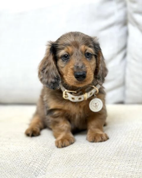 Disponibili splendidi Bassotto cuccioli per adozione
