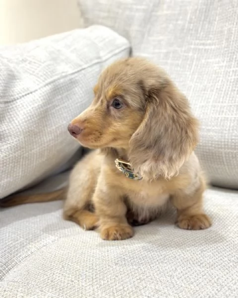 Disponibili splendidi Bassotto cuccioli per adozione | Foto 1