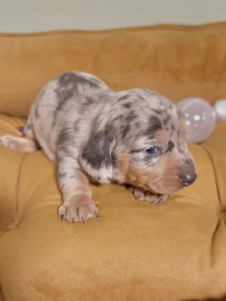 Disponibili splendidi Bassotto cuccioli per adozione | Foto 1