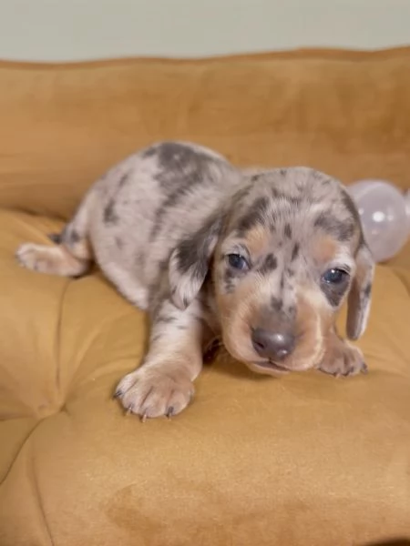 Disponibili splendidi Bassotto cuccioli per adozione
