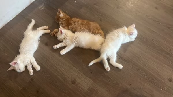 Maine coon privato genova