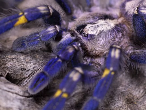 Poecilotheria metallica (Zaffiro Gooty) in vendita