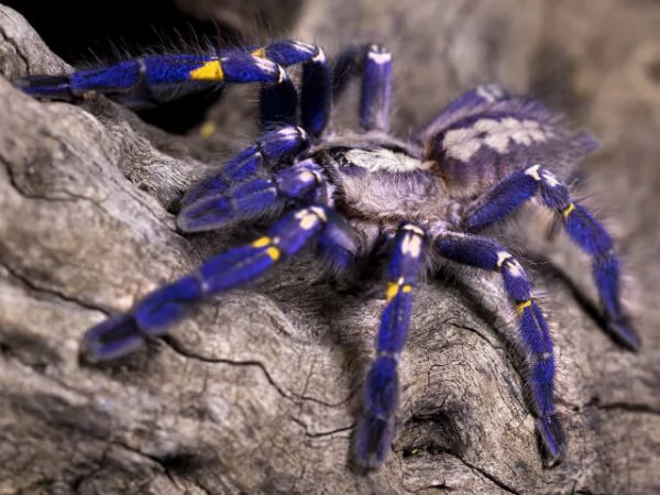 Poecilotheria metallica (Zaffiro Gooty) in vendita | Foto 0